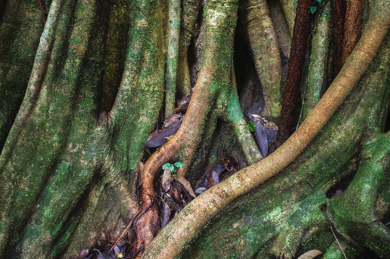 Explore Sinharaja Rain Forest Tour Camp Dombagoda Eksteriør billede