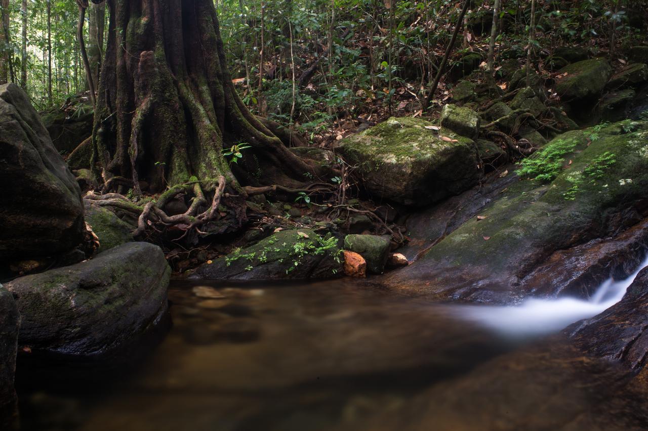 Explore Sinharaja Rain Forest Tour Camp Dombagoda Eksteriør billede