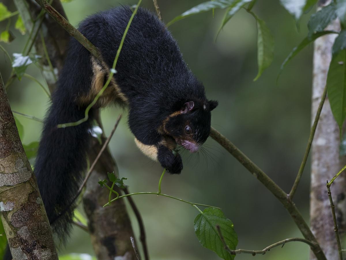 Explore Sinharaja Rain Forest Tour Camp Dombagoda Eksteriør billede