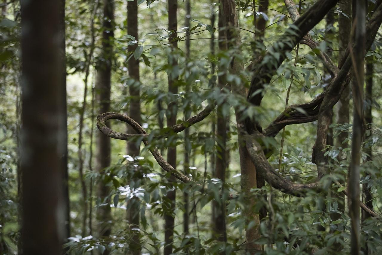 Explore Sinharaja Rain Forest Tour Camp Dombagoda Eksteriør billede